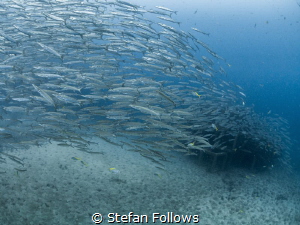Rise ... Chevron Barracuda - Sphyraena qenie. Sail Rock, ... by Stefan Follows 